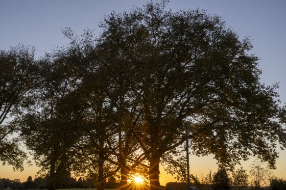 A grove of trees backlit at sunset. 